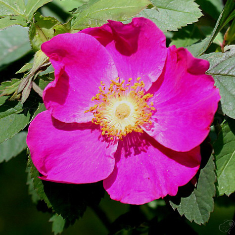 Rosa blanda