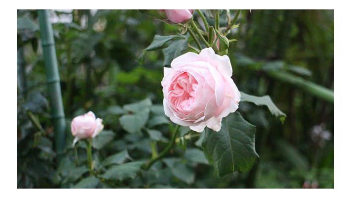 Плетистая роза Nahema (DELeri, Наэма)
