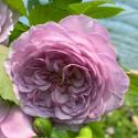1173_lavender_bouquet_1_125.jpg