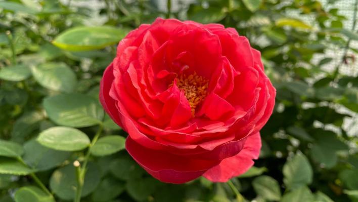 1242_gartenprinzessin_mariejose__1__708.jpg