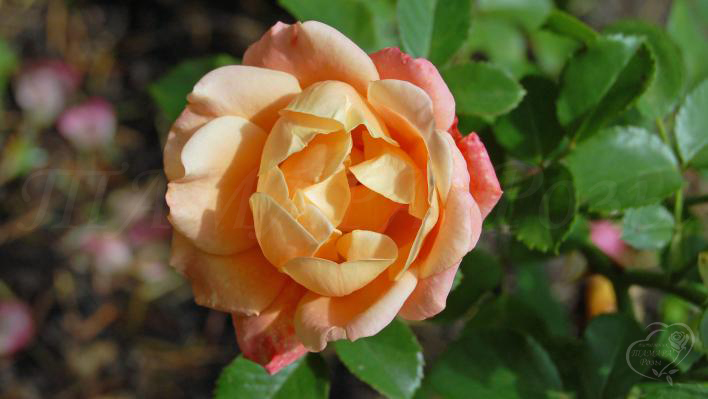 Почвопокровная роза CUBANA (Korpatetof , Merry Maker, Кубана)