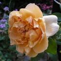 445_cafe_3_125.jpg