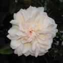 479_garden_of_roses_1_125.jpg